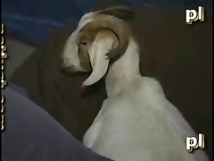 man fuck goat