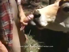 nice old cow sex